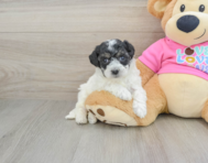 6 week old Poochon Puppy For Sale - Puppy Love PR