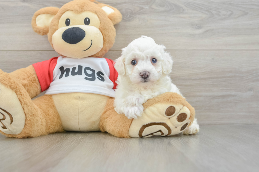 6 week old Poochon Puppy For Sale - Puppy Love PR