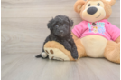 Poochon Puppy for Adoption