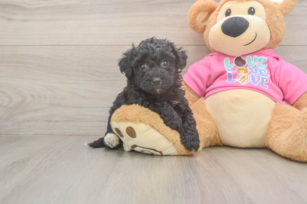 5 week old Poochon Puppy For Sale - Puppy Love PR