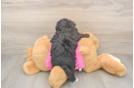 Best Poochon Baby