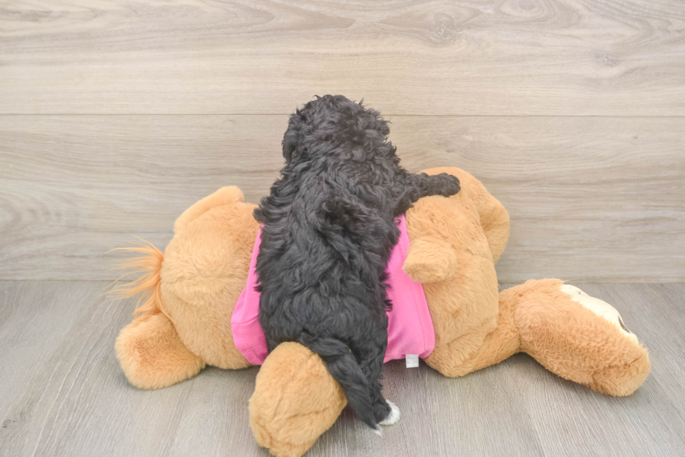 Best Poochon Baby