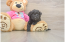 Poochon Pup Being Cute