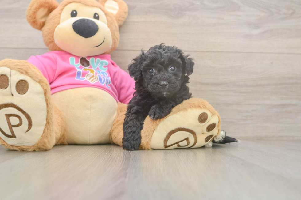 Poochon Pup Being Cute
