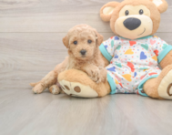 8 week old Poochon Puppy For Sale - Puppy Love PR