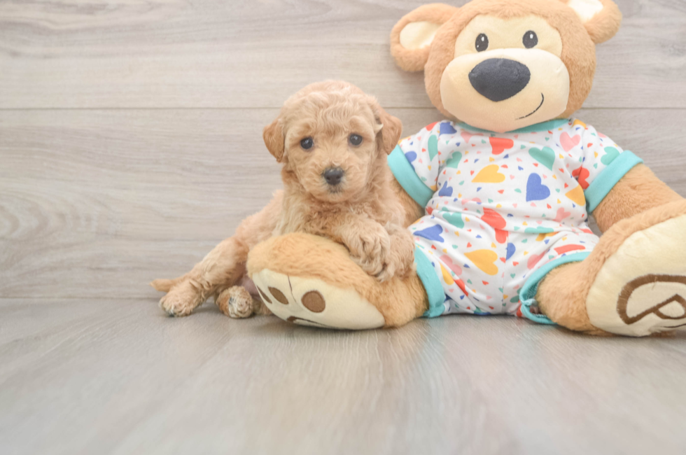 6 week old Poochon Puppy For Sale - Puppy Love PR
