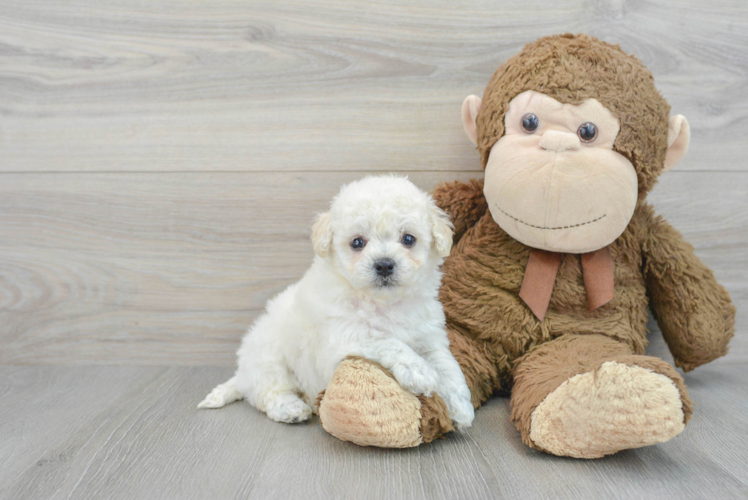 Smart Poochon Poodle Mix Pup