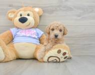 5 week old Poochon Puppy For Sale - Puppy Love PR