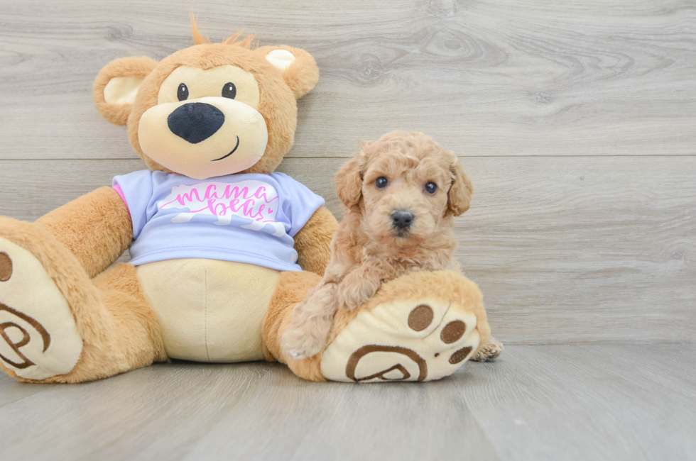 5 week old Poochon Puppy For Sale - Puppy Love PR