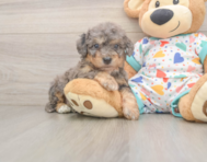 8 week old Poochon Puppy For Sale - Puppy Love PR