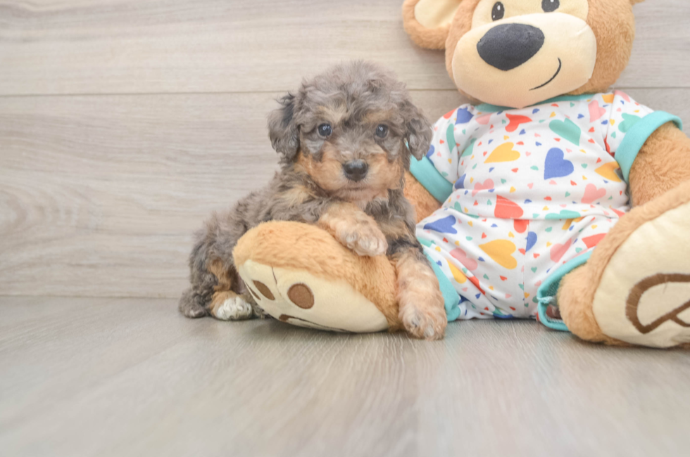 5 week old Poochon Puppy For Sale - Puppy Love PR