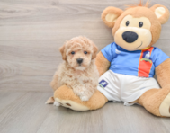 5 week old Poochon Puppy For Sale - Puppy Love PR