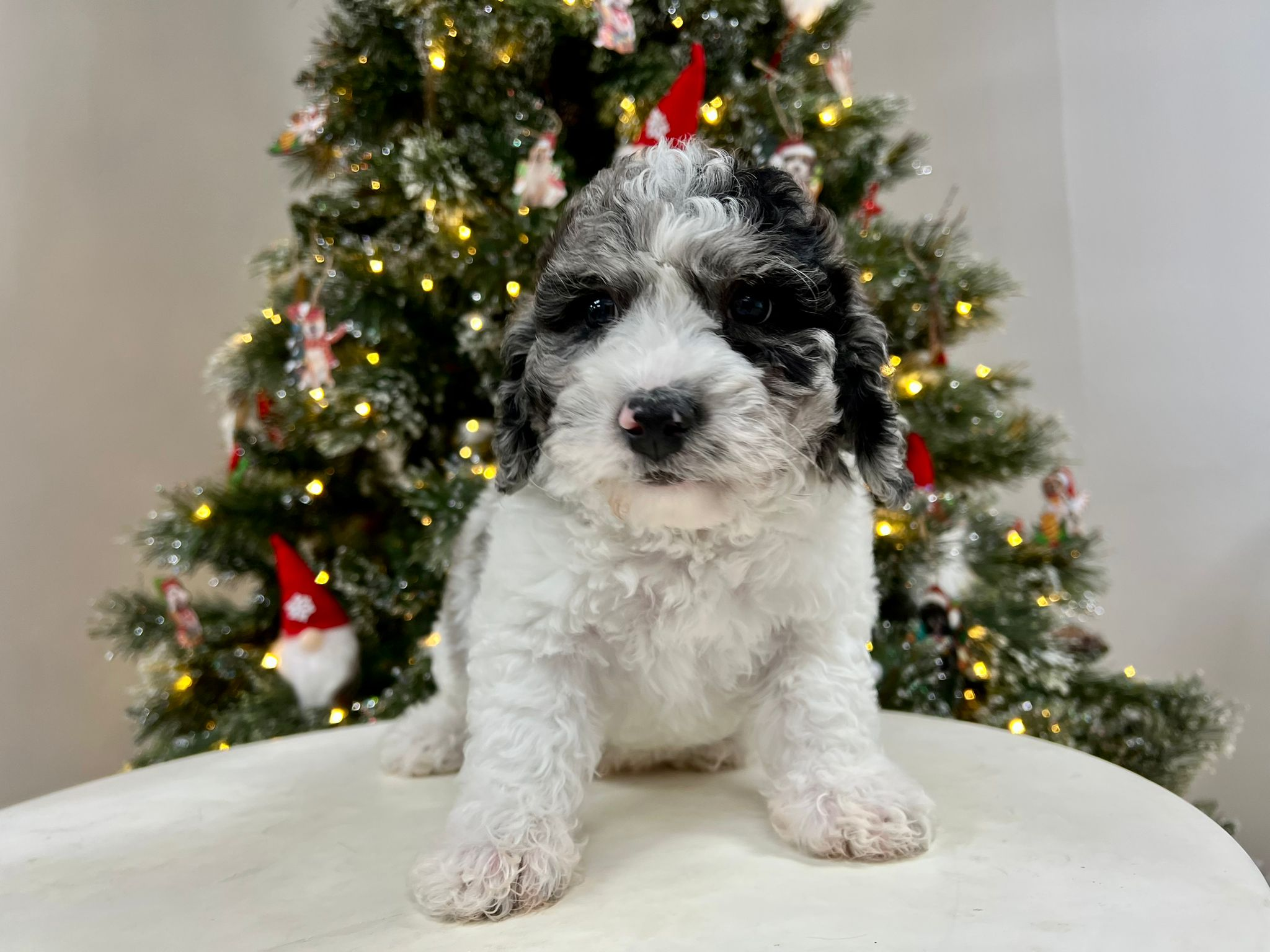 Poochon Pup Being Cute