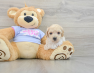 5 week old Poochon Puppy For Sale - Puppy Love PR