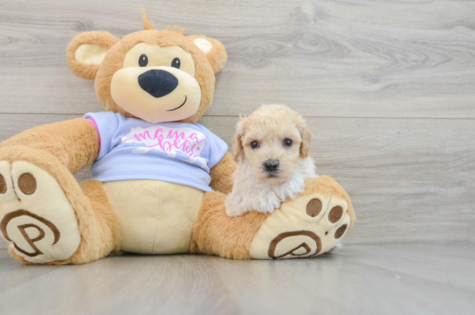 5 week old Poochon Puppy For Sale - Puppy Love PR