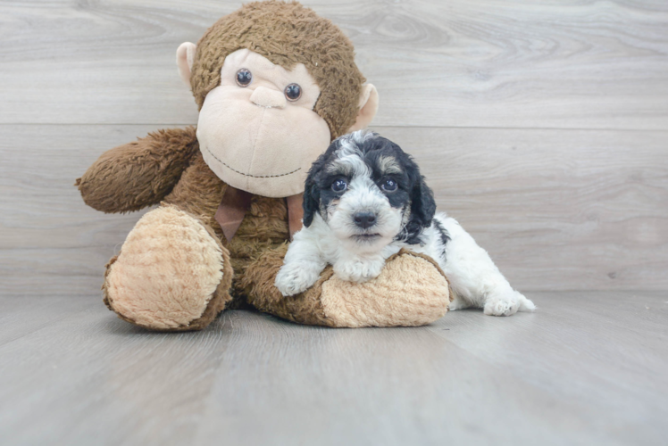 Meet Lewis - our Poochon Puppy Photo 1/3 - Puppy Love PR Poochon Puppy for Adoption