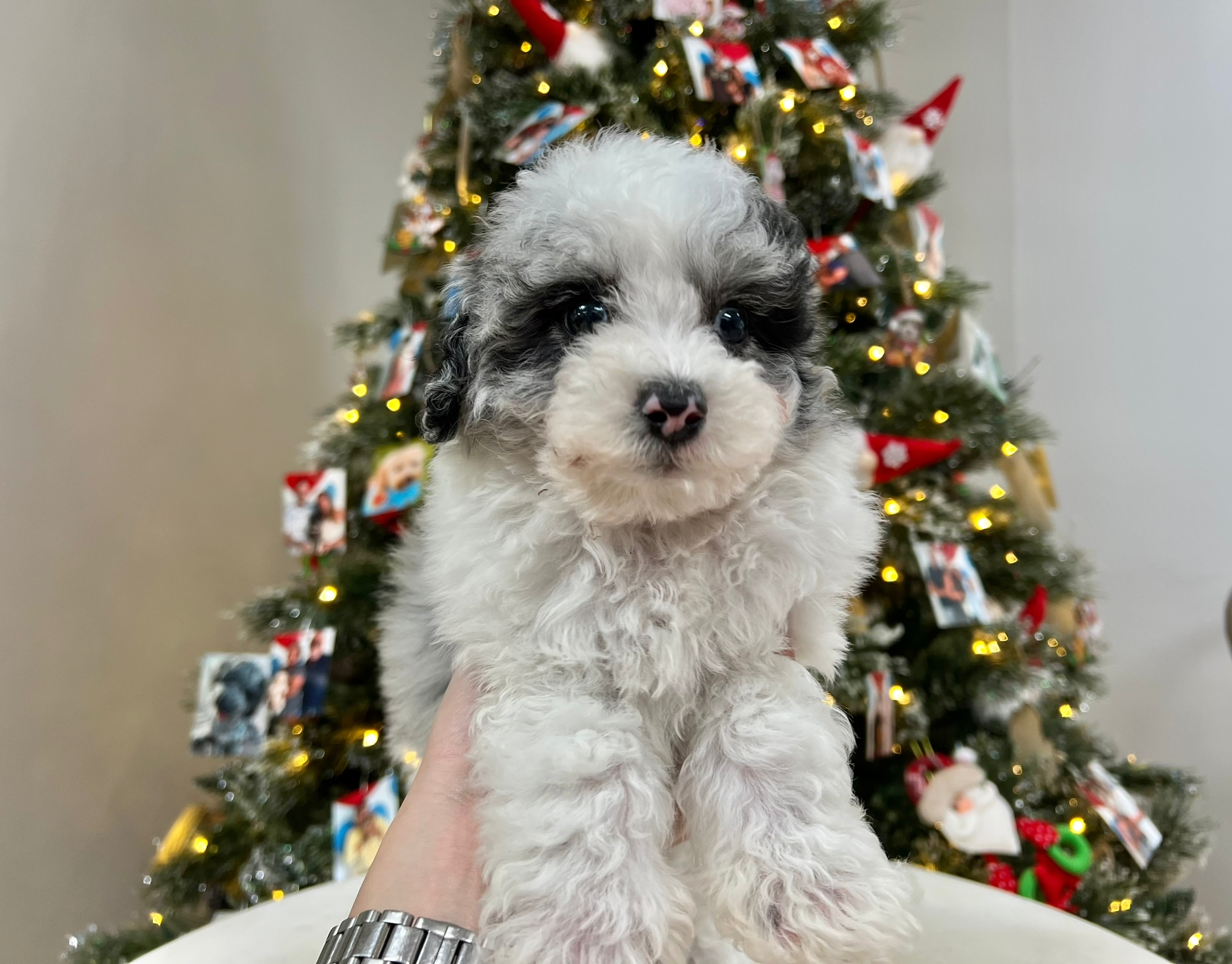 Cute Poochon Baby
