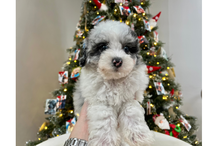 Meet Lewis - our Poochon Puppy Photo 1/4 - Puppy Love PR Cute Poochon Baby