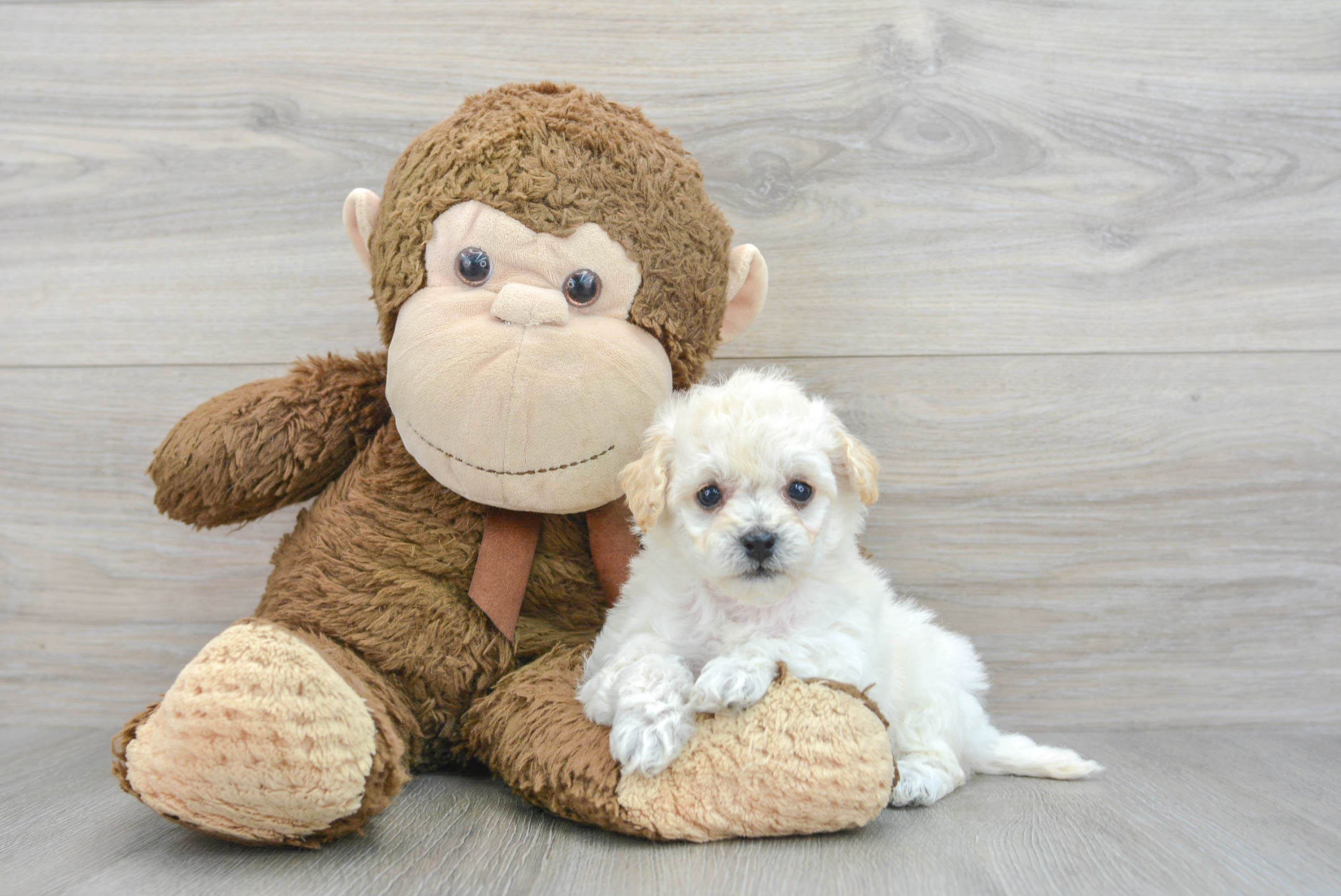Fluffy Poochon Poodle Mix Pup