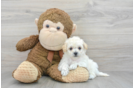Fluffy Poochon Poodle Mix Pup