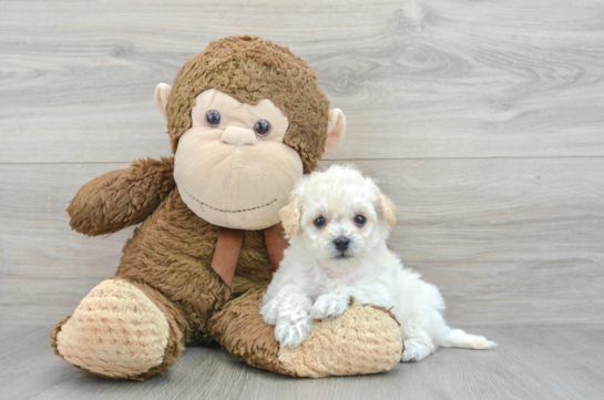 Fluffy Poochon Poodle Mix Pup