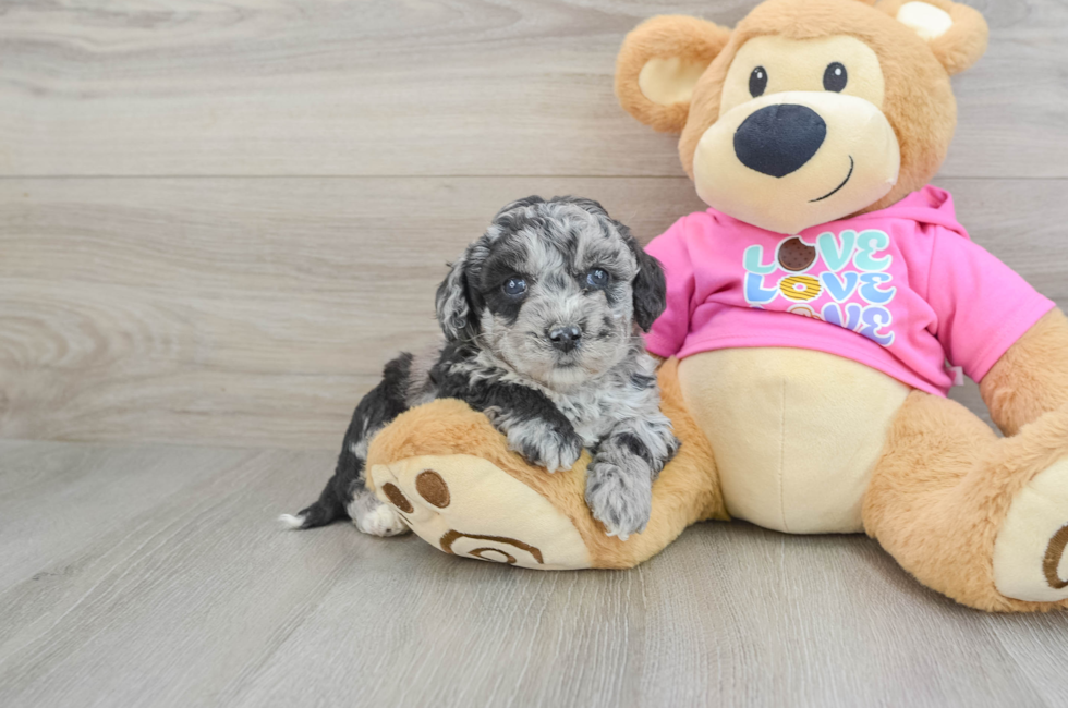 5 week old Poochon Puppy For Sale - Puppy Love PR