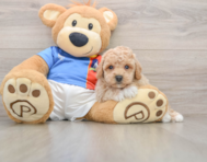 5 week old Poochon Puppy For Sale - Puppy Love PR