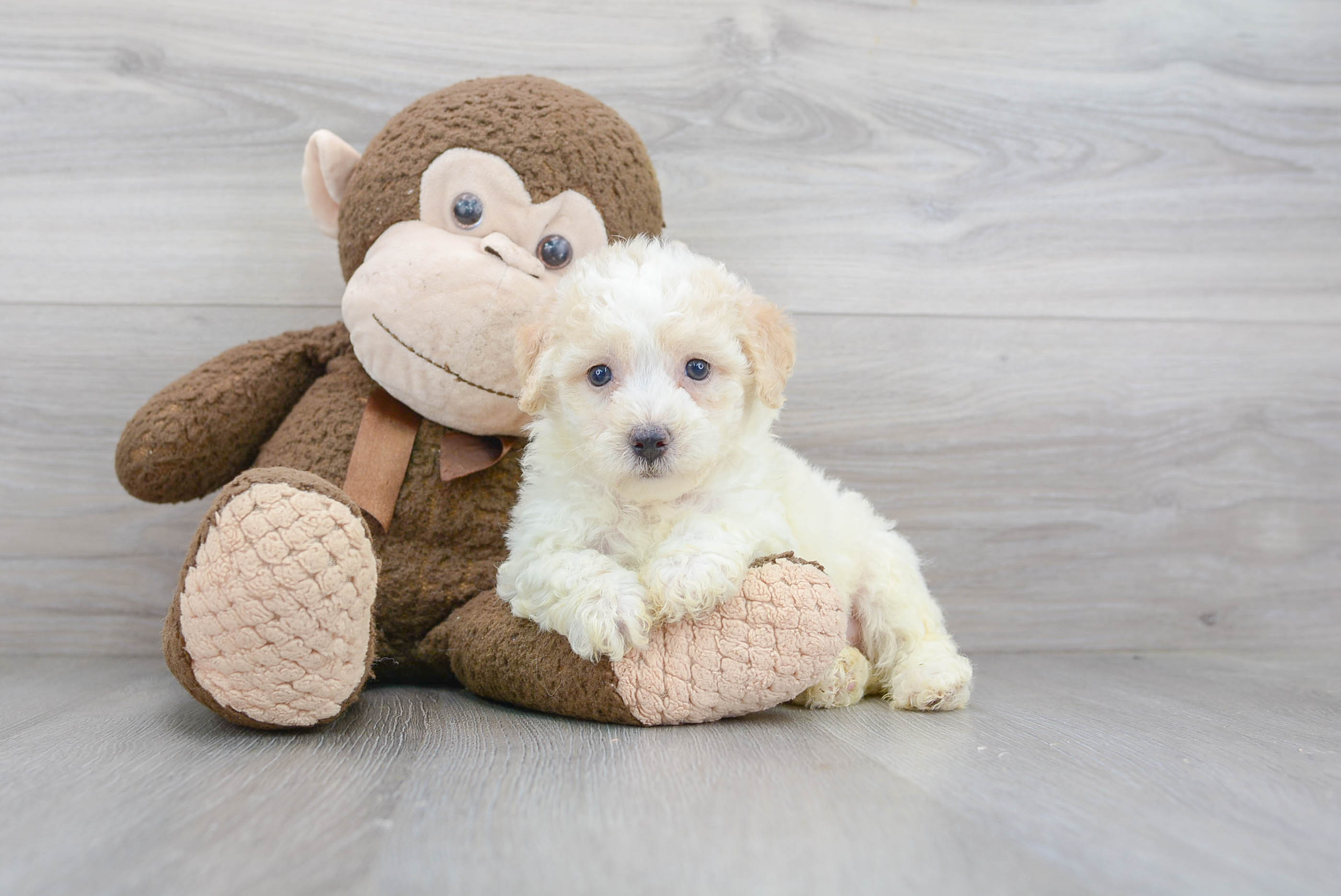 Cute Poochon Baby