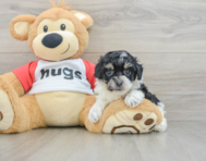 7 week old Poochon Puppy For Sale - Puppy Love PR