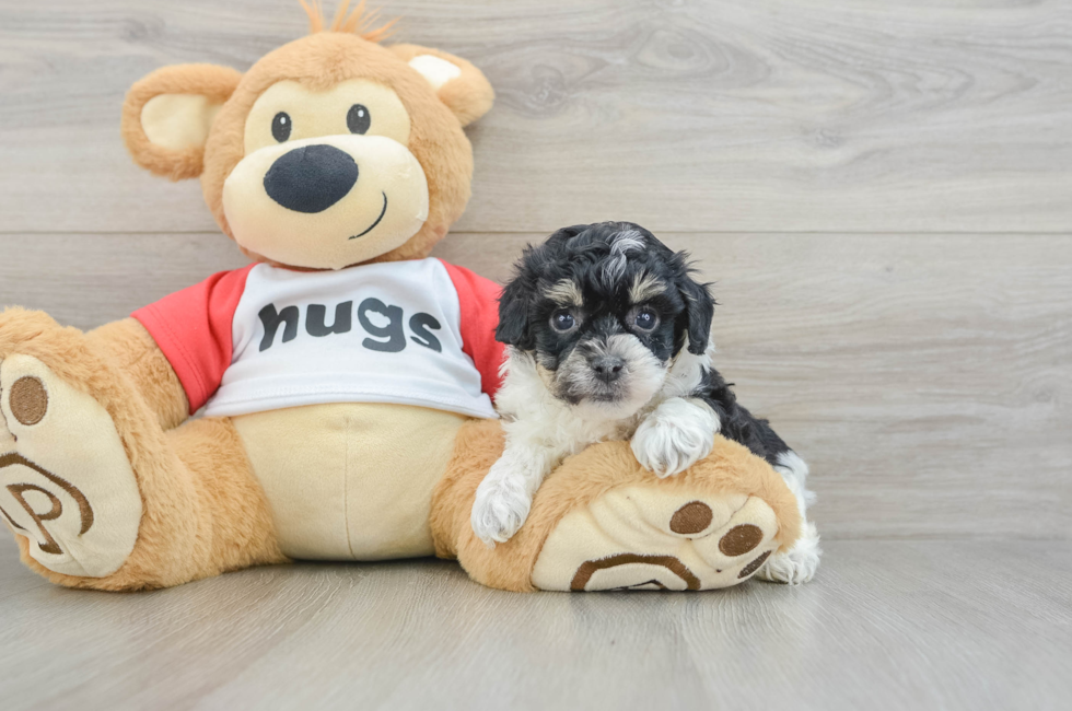 6 week old Poochon Puppy For Sale - Puppy Love PR