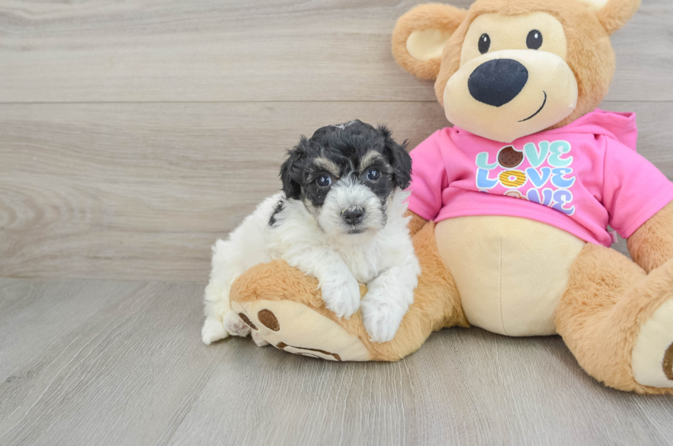 5 week old Poochon Puppy For Sale - Puppy Love PR