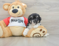 7 week old Poochon Puppy For Sale - Puppy Love PR