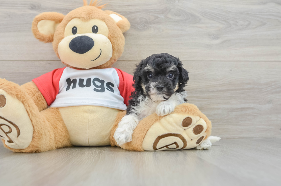 6 week old Poochon Puppy For Sale - Puppy Love PR