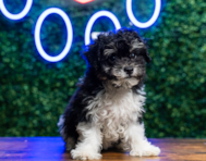 10 week old Poochon Puppy For Sale - Puppy Love PR