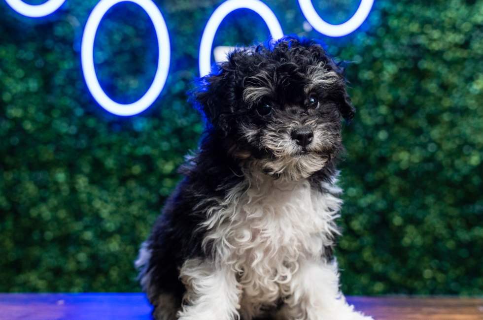 10 week old Poochon Puppy For Sale - Puppy Love PR