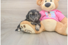 Little Bichpoo Poodle Mix Puppy