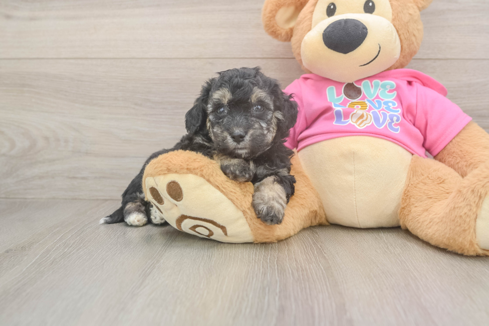 Little Bichpoo Poodle Mix Puppy