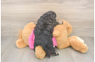 Smart Poochon Poodle Mix Pup