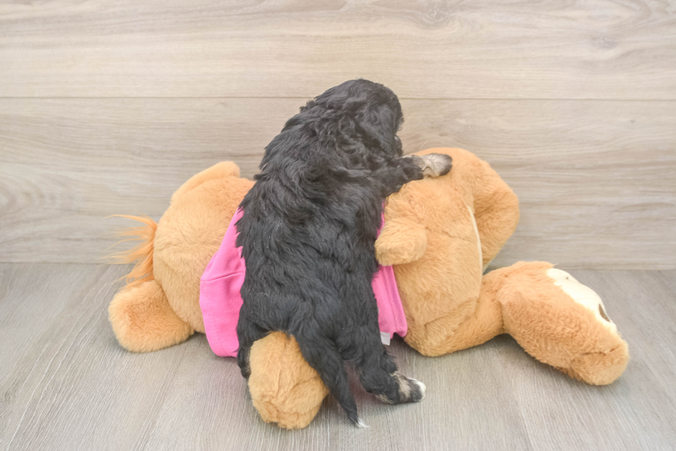 Smart Poochon Poodle Mix Pup