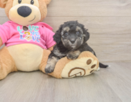 8 week old Poochon Puppy For Sale - Puppy Love PR