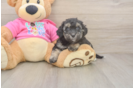 Poochon Pup Being Cute