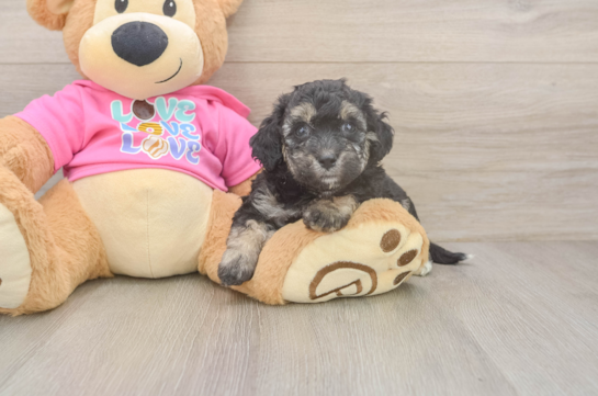 Poochon Pup Being Cute