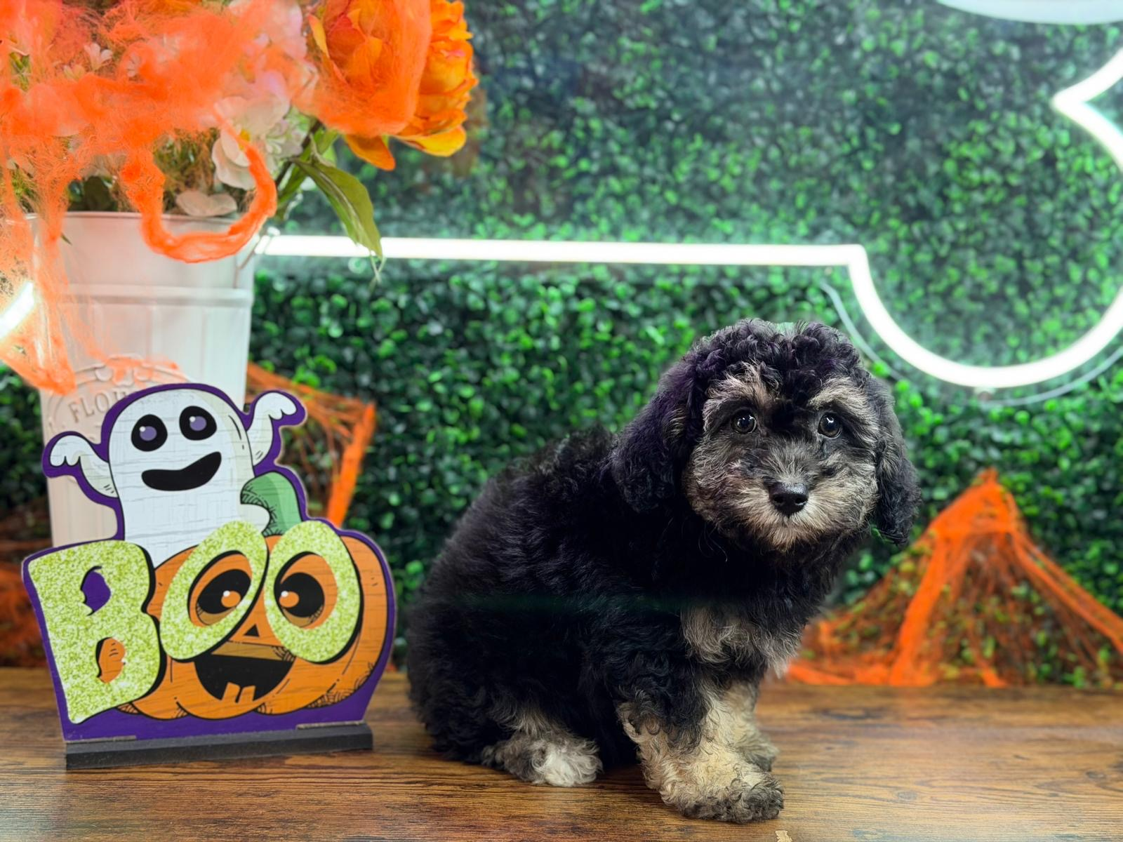 Cute Bichpoo Poodle Mix Puppy