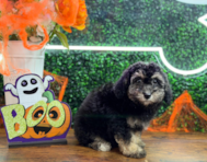 9 week old Poochon Puppy For Sale - Puppy Love PR