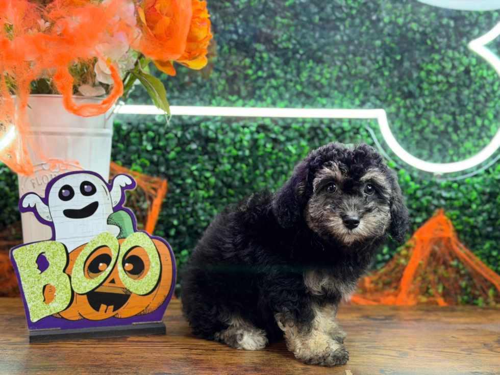 Cute Bichpoo Poodle Mix Puppy