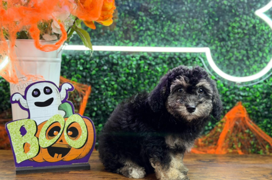 Cute Bichpoo Poodle Mix Puppy