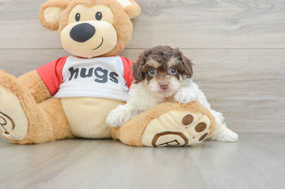 6 week old Poochon Puppy For Sale - Puppy Love PR