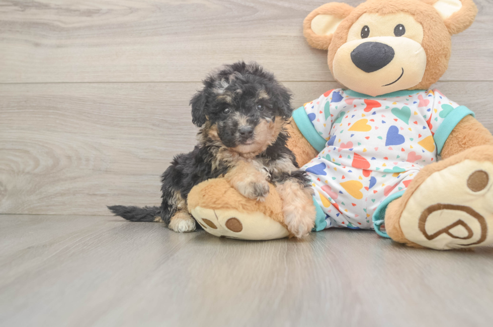 5 week old Poochon Puppy For Sale - Puppy Love PR