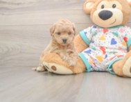 8 week old Poochon Puppy For Sale - Puppy Love PR
