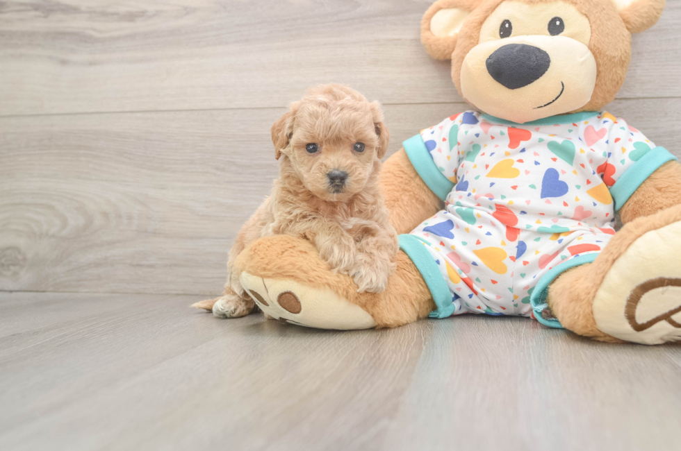 6 week old Poochon Puppy For Sale - Puppy Love PR